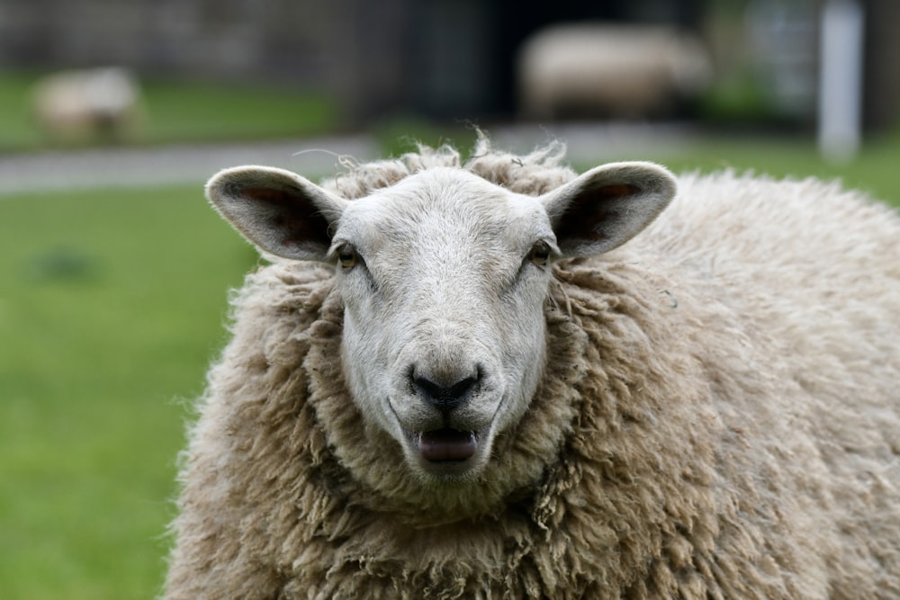 Nahaufnahme eines Schafes auf einem Feld