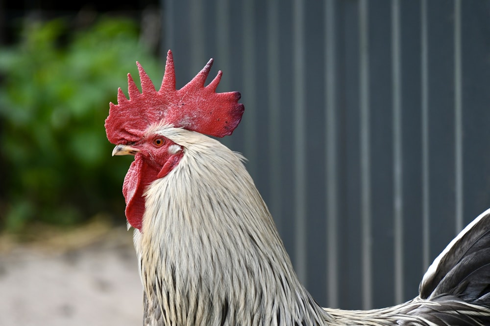 Un primer plano de un gallo cerca de un edificio