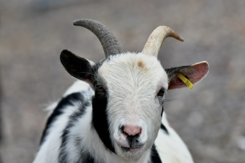 a black and white goat with a yellow tag on it's ear