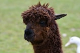 A close-up of a brown alpaca with thick, curly fur in an outdoor setting. The background is a blurred grassy area, with a glimpse of a white bird or duck.