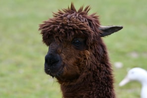 A close-up of a brown alpaca with thick, curly fur in an outdoor setting. The background is a blurred grassy area, with a glimpse of a white bird or duck.