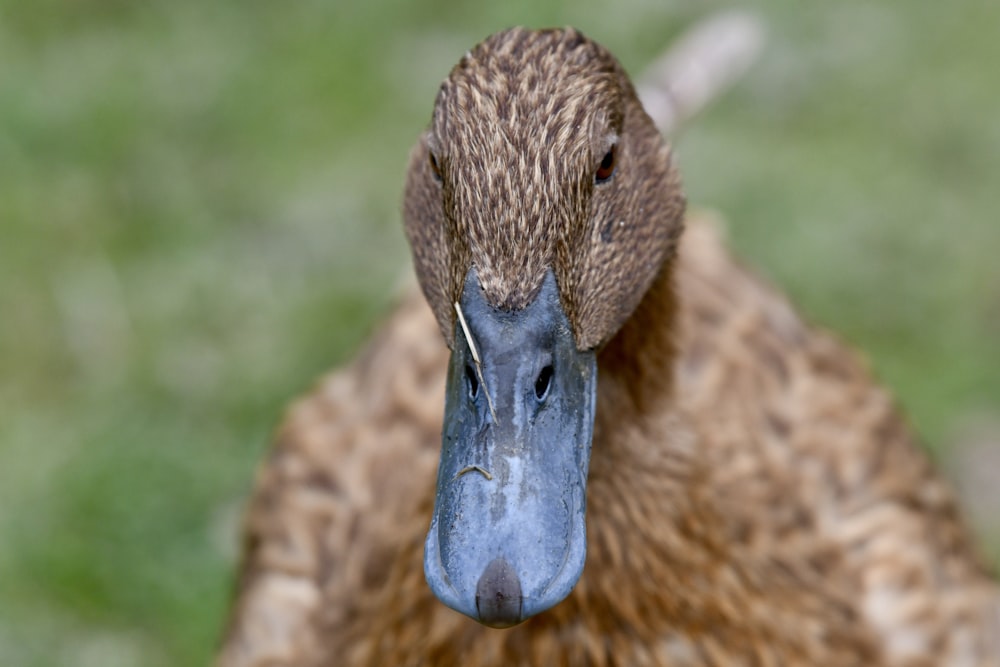 a close up of a duck with a blurry background