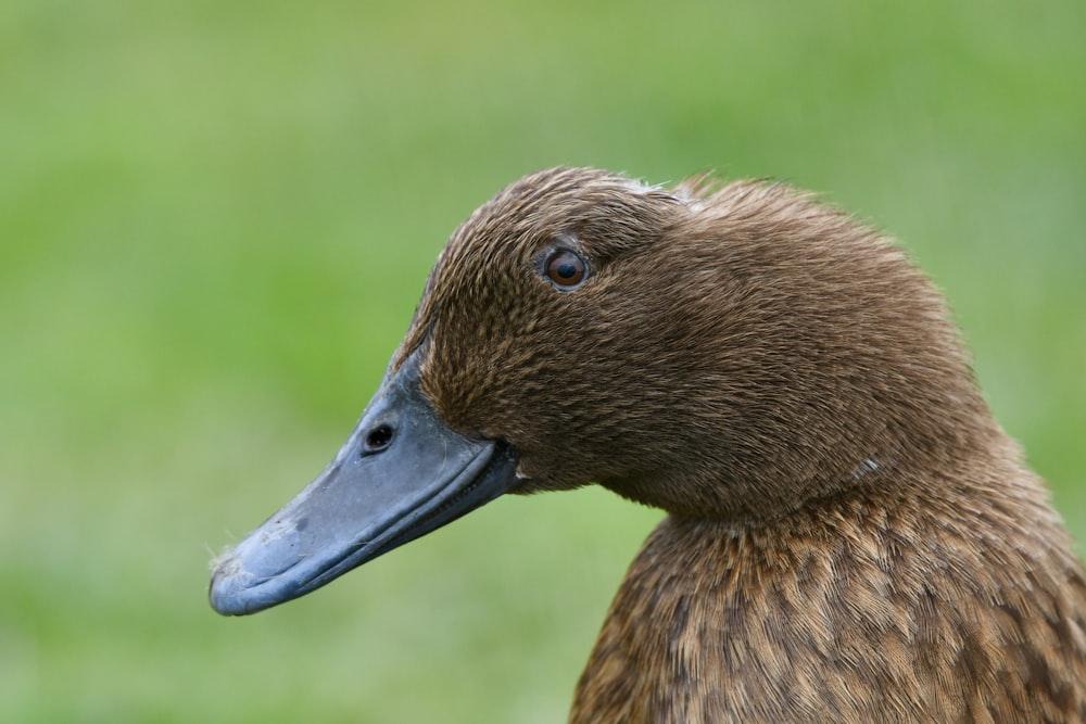 a close up of a duck with a blurry background