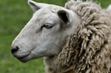 A close-up side view of a sheep with thick, curly wool. The sheep's ears are perked up, and its eye is prominently visible. The background is a blurred green field, suggesting a natural outdoor setting.