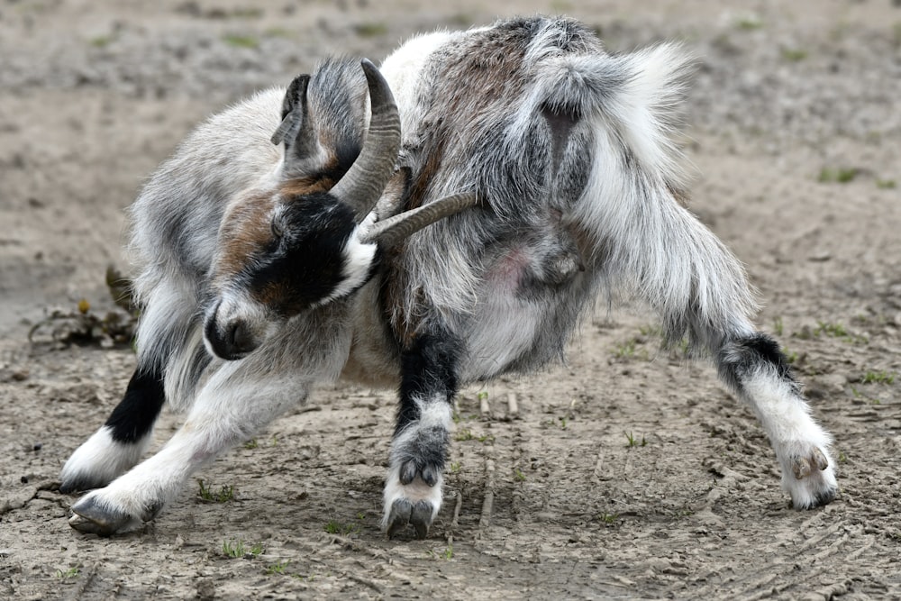 a goat with long horns is standing in the dirt