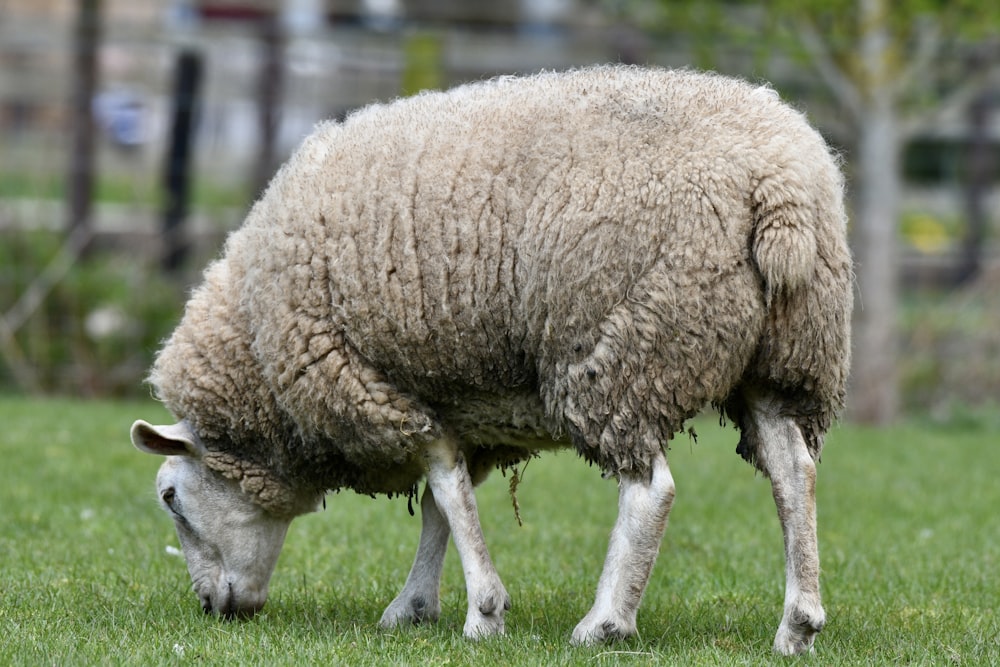 a sheep grazing on grass in a fenced in area