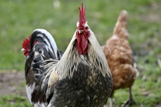 a couple of chickens standing on top of a grass covered field