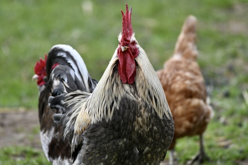 a couple of chickens standing on top of a grass covered field