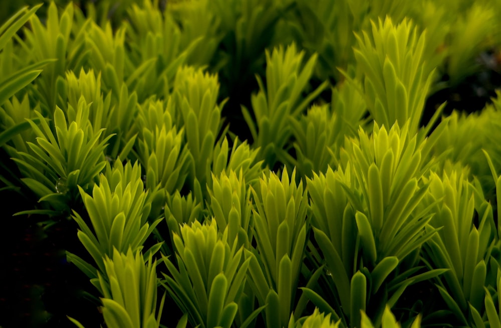 a close up of a plant with green leaves