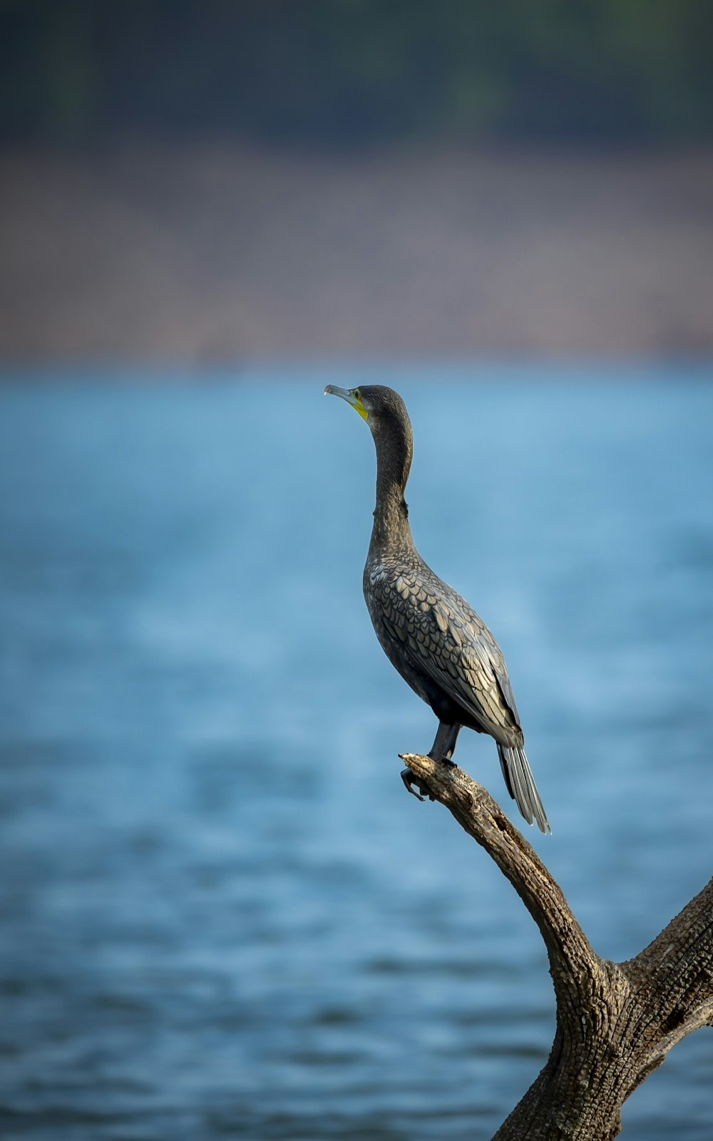 a bird sitting on a branch in front of a body of water