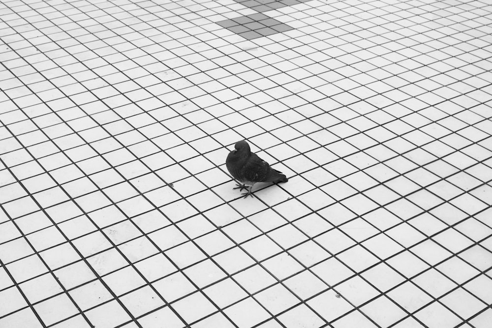 a small black bird sitting on a tiled floor