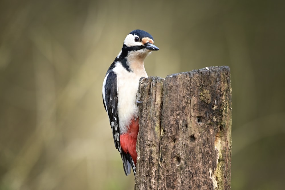 a bird perched on top of a wooden post