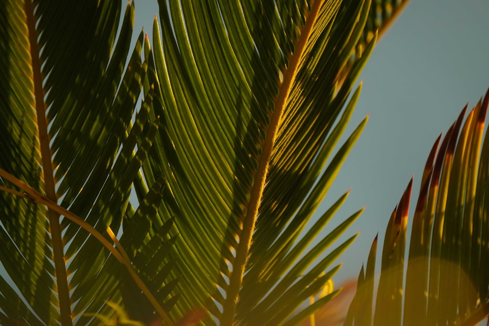 a close up of a palm tree leaves