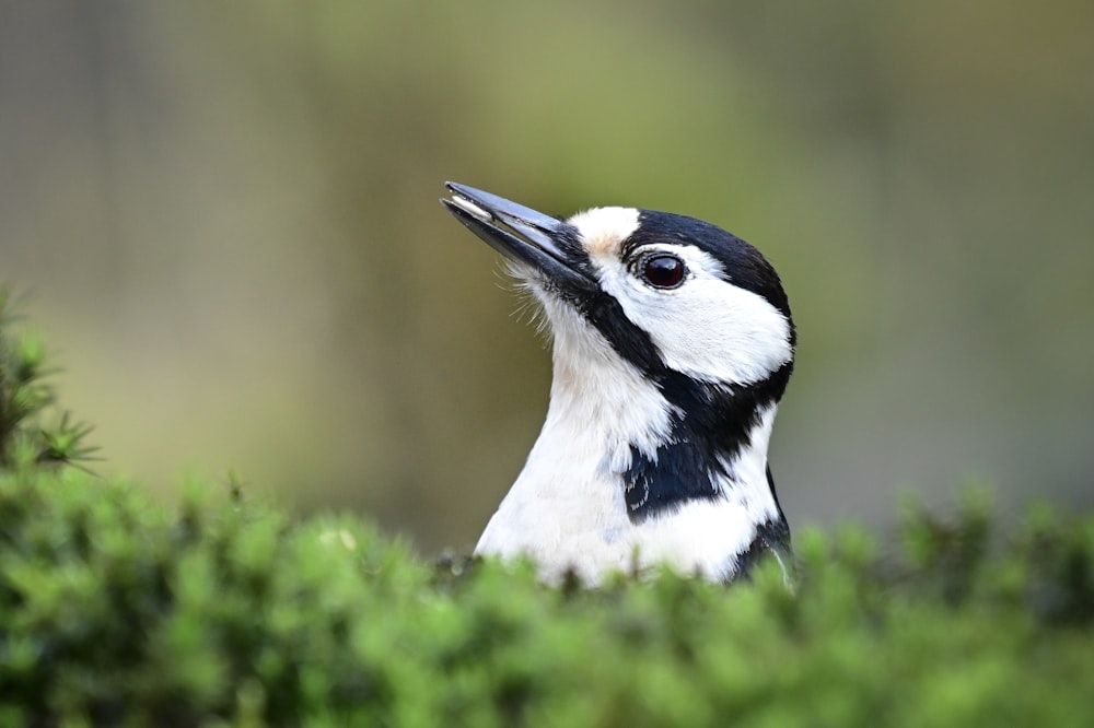 a close up of a bird on a tree branch