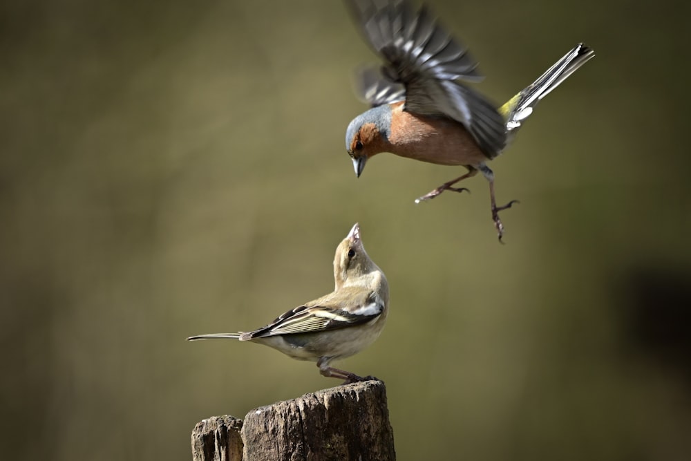 a couple of birds standing on top of a wooden post