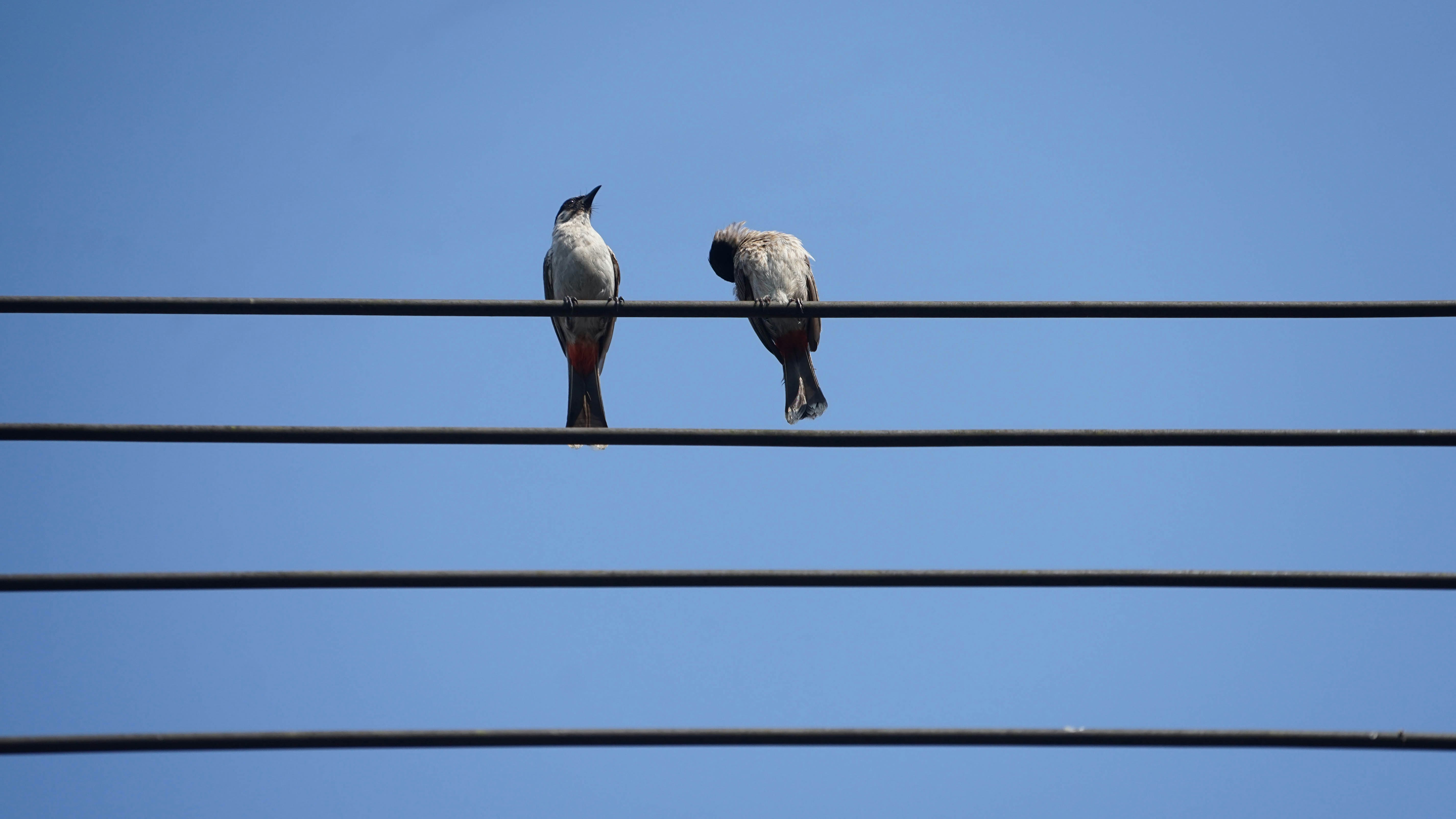 two birds sitting on a wire against a blue sky
