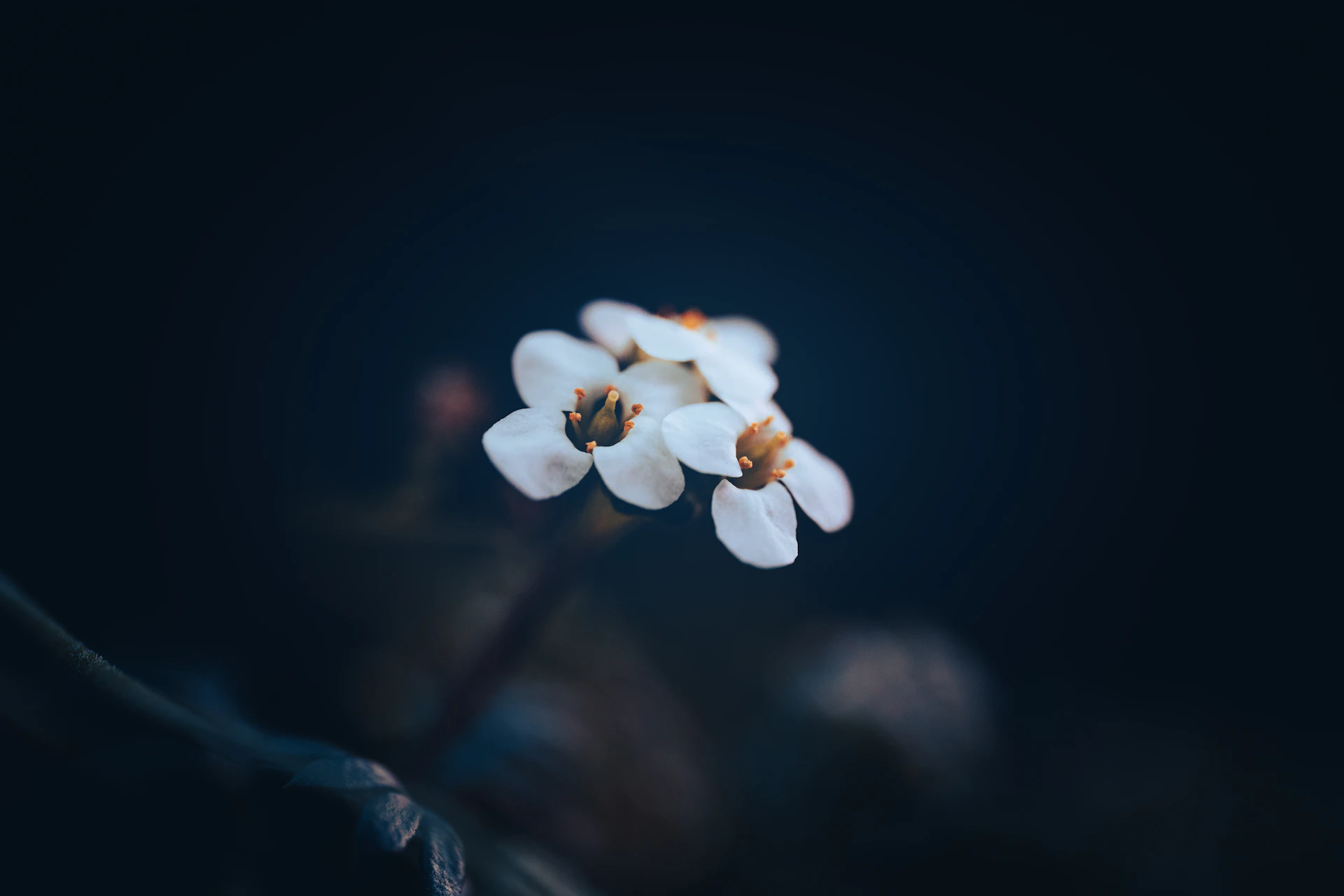 A close-up of delicate flowers in bloom, representing beauty and the fragility of life.