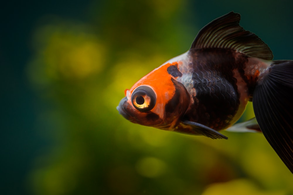 a close up of an orange and black fish