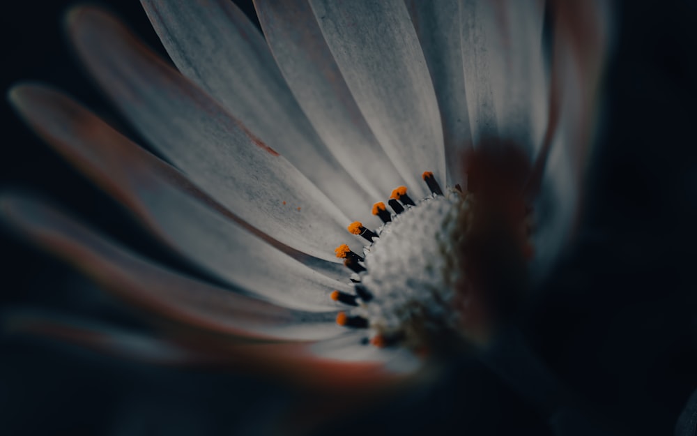 a close up of a white flower with a black background