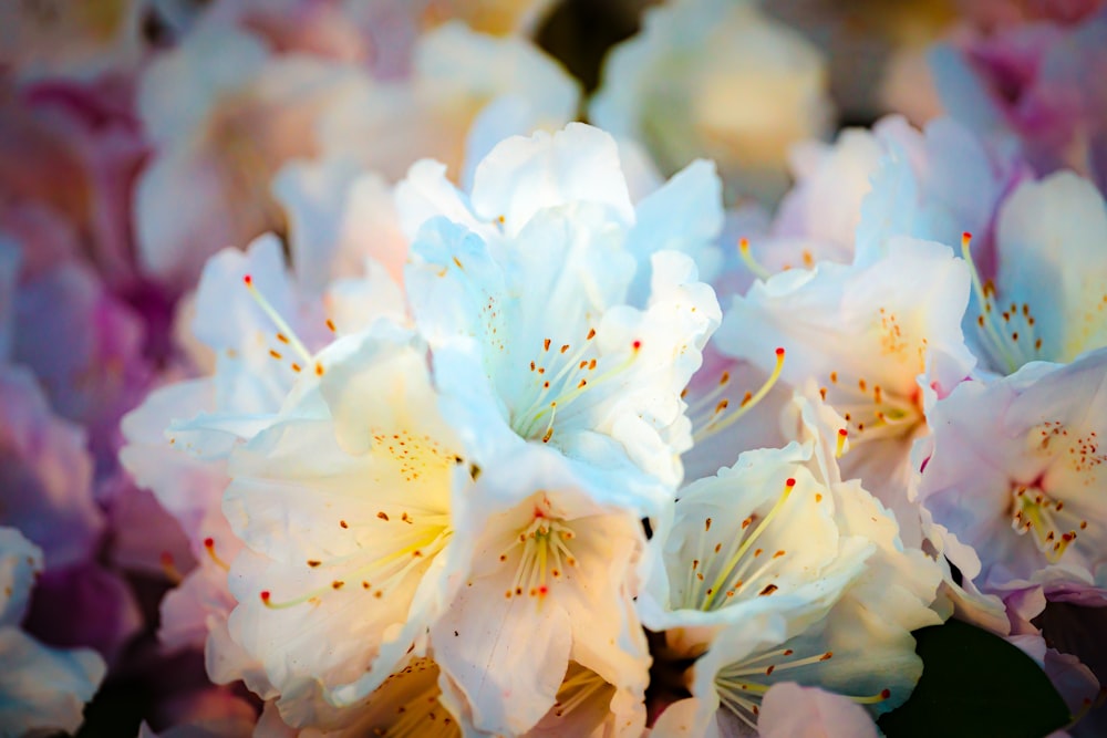 a close up of a bunch of flowers