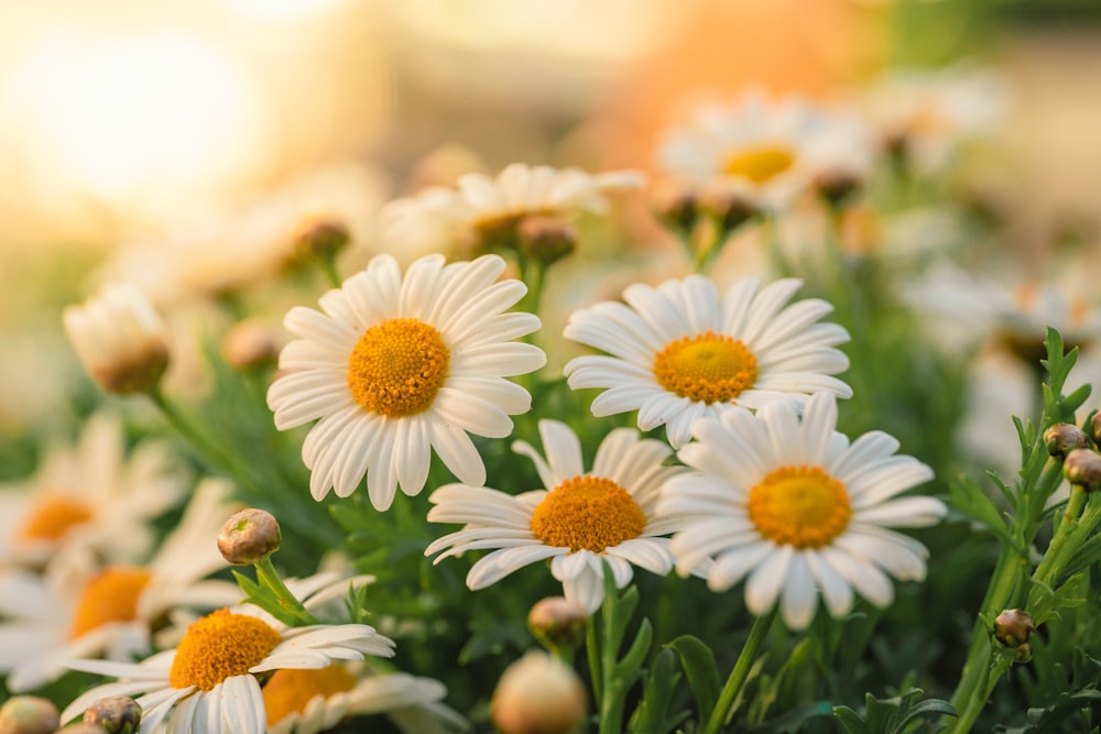 a bunch of white and yellow flowers in a field