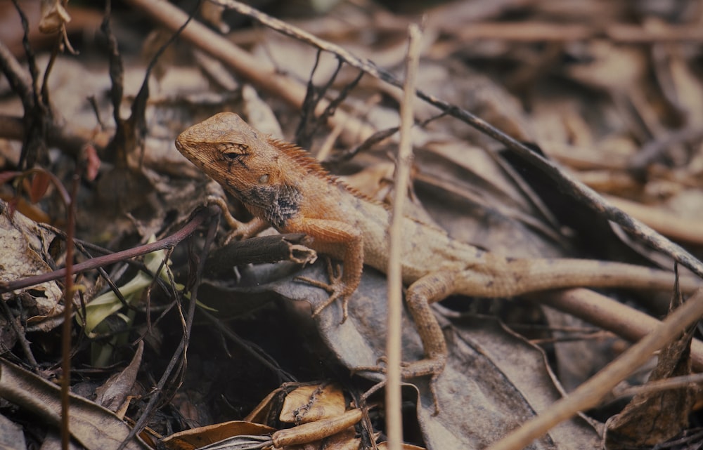 a lizard sitting on top of a pile of leaves