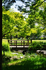 a wooden bench sitting in the middle of a lush green park
