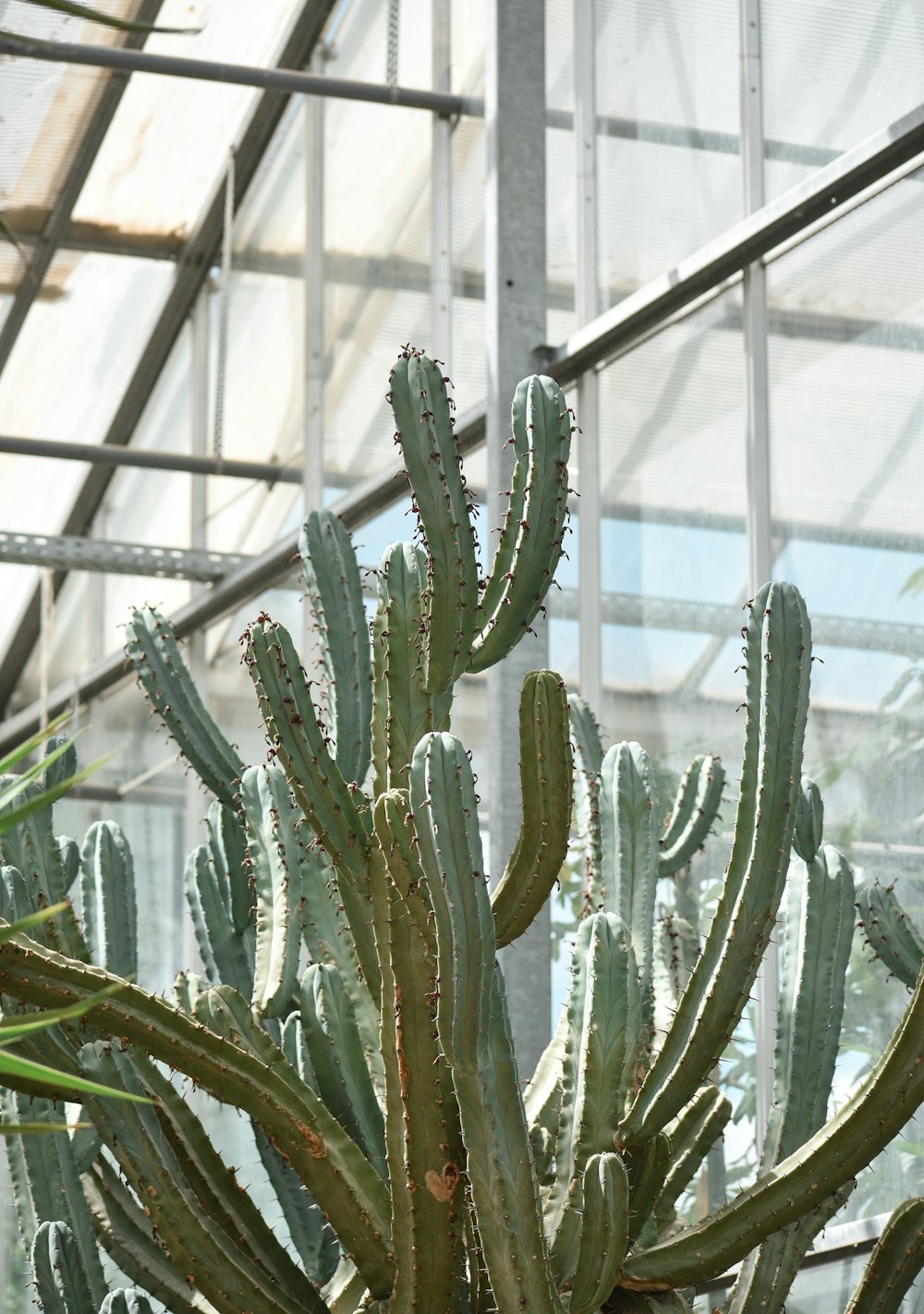 a large cactus in a green house filled with lots of plants