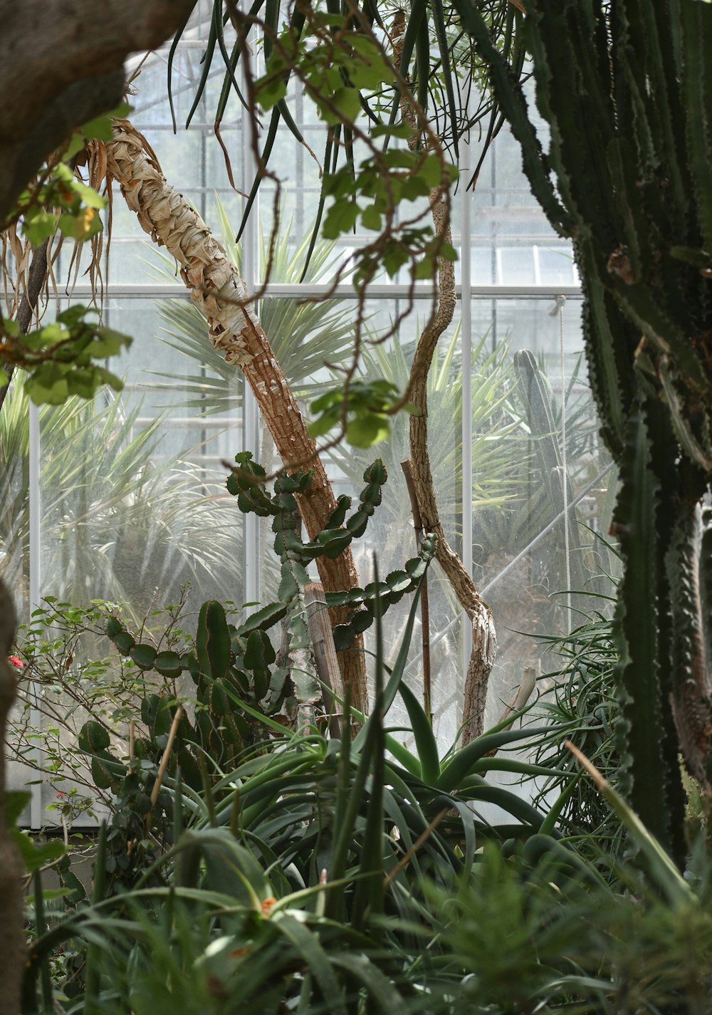 a view of the inside of a greenhouse through the plants
