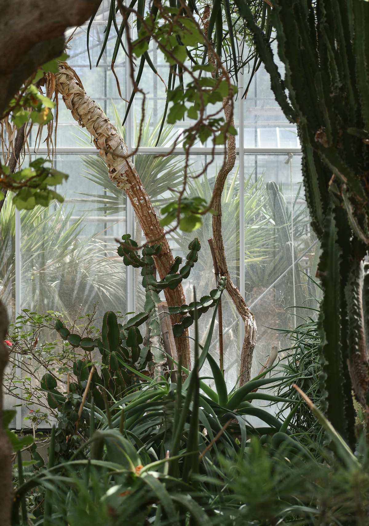 Vertical tropical terrarium with dense planting