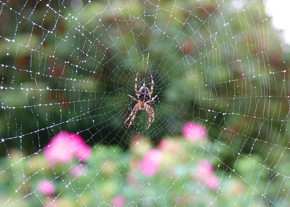 a spider sits on its web in a garden