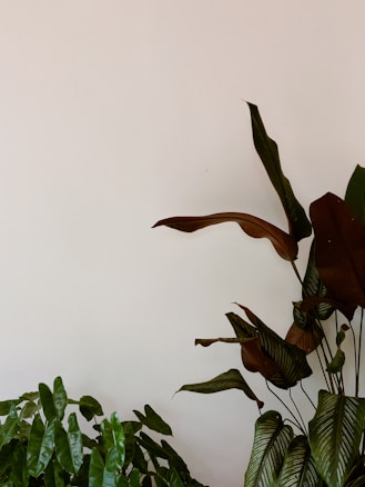 A minimalistic image featuring green and brown leaves of plants against a bare, light-colored background. The plants have large, elongated leaves with varying shades and textures.