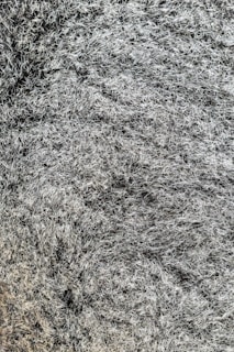 An artistic close-up of intricate textures and patterns in nature.