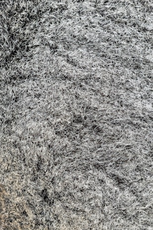 An artistic close-up of intricate textures and patterns in nature.