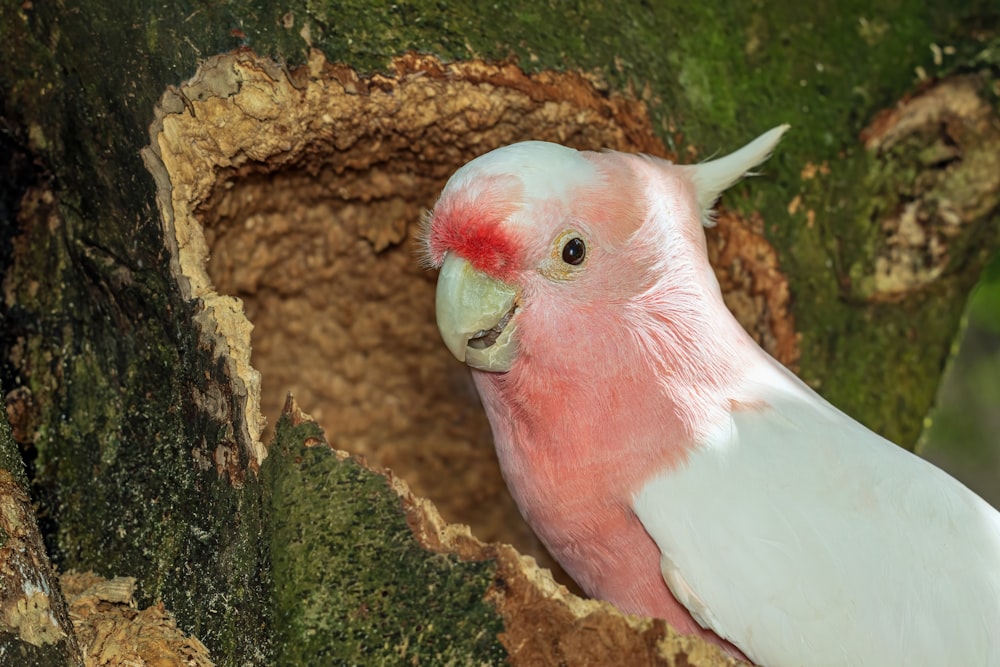 a pink and white bird sitting in a hole in a tree