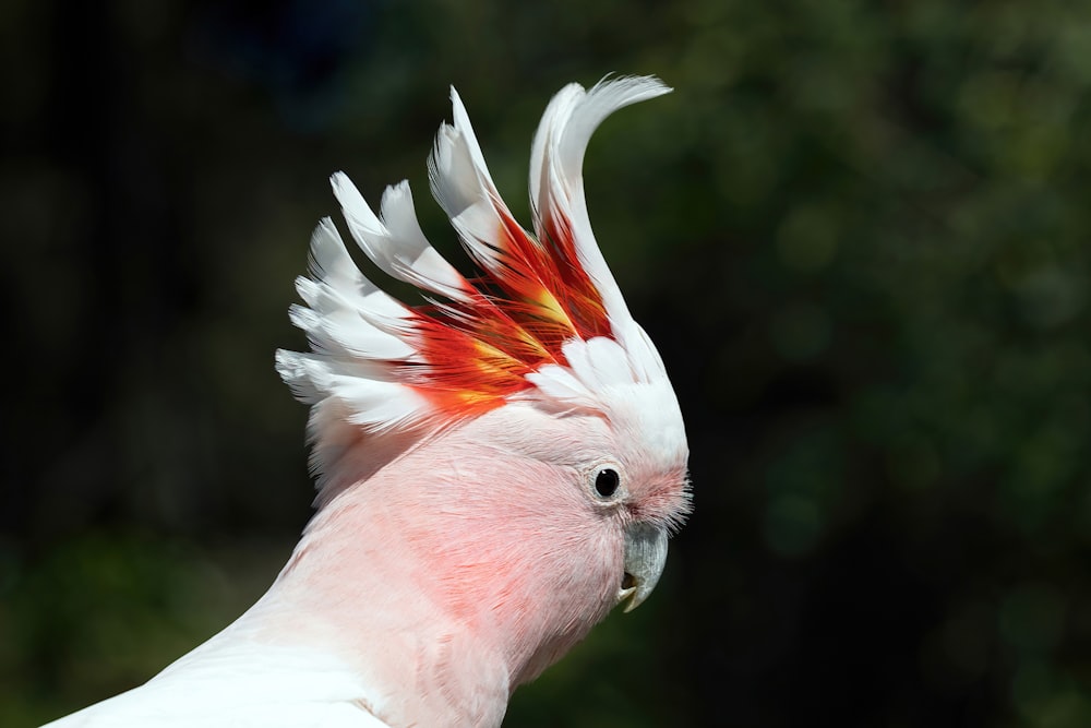 a close up of a white bird with red and yellow feathers