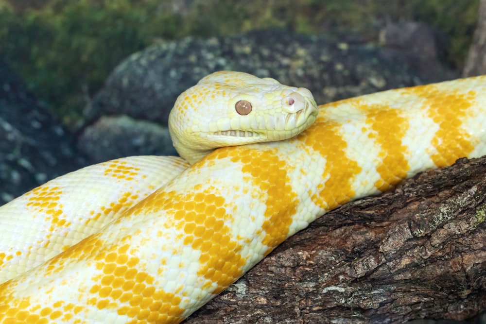 Un primer plano de una serpiente amarilla y blanca en una rama