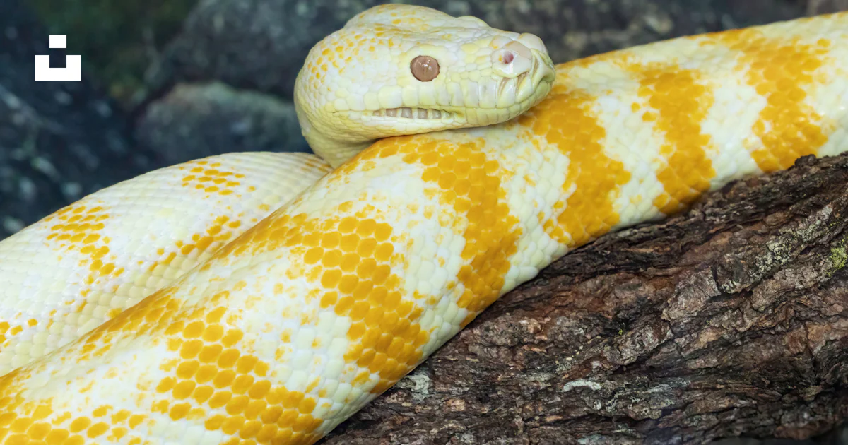A Close Up Of A Yellow And White Snake On A Branch Photo Free Kuranda a-close-up-of-a-yellow-and-white-snake-on-a-branch-photo-free-kuranda