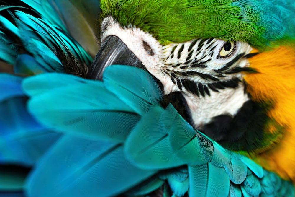 un gros plan d’un oiseau coloré avec des plumes