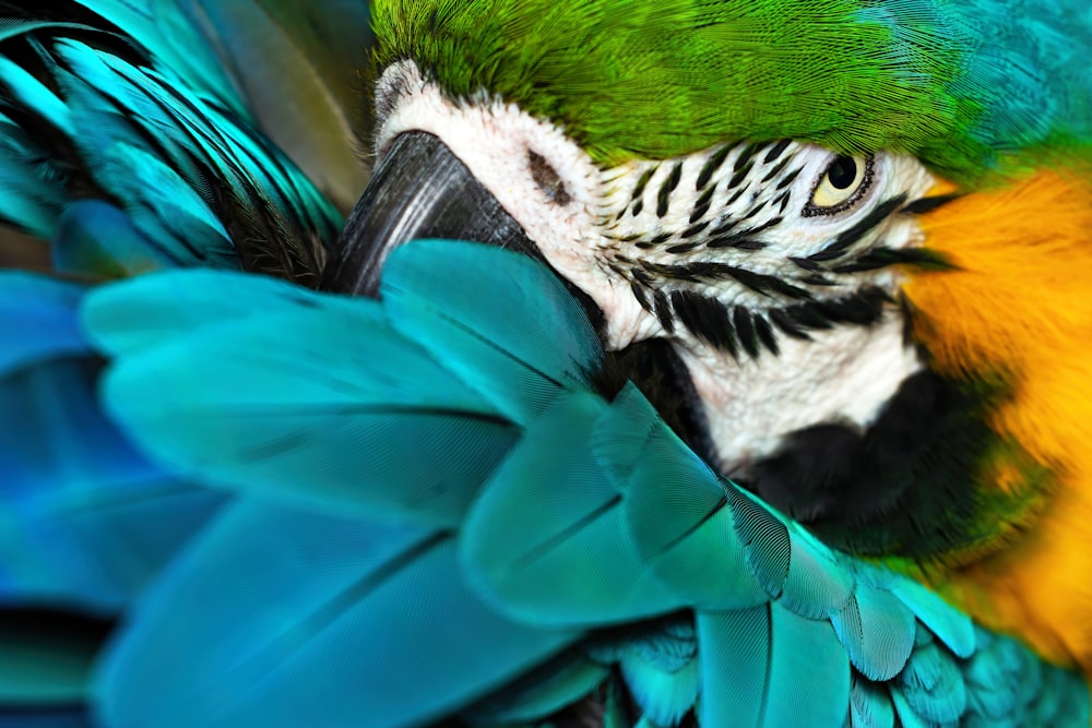 a close up of a colorful bird with feathers