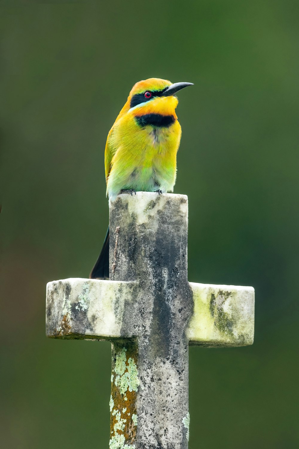 a yellow and black bird sitting on top of a cross