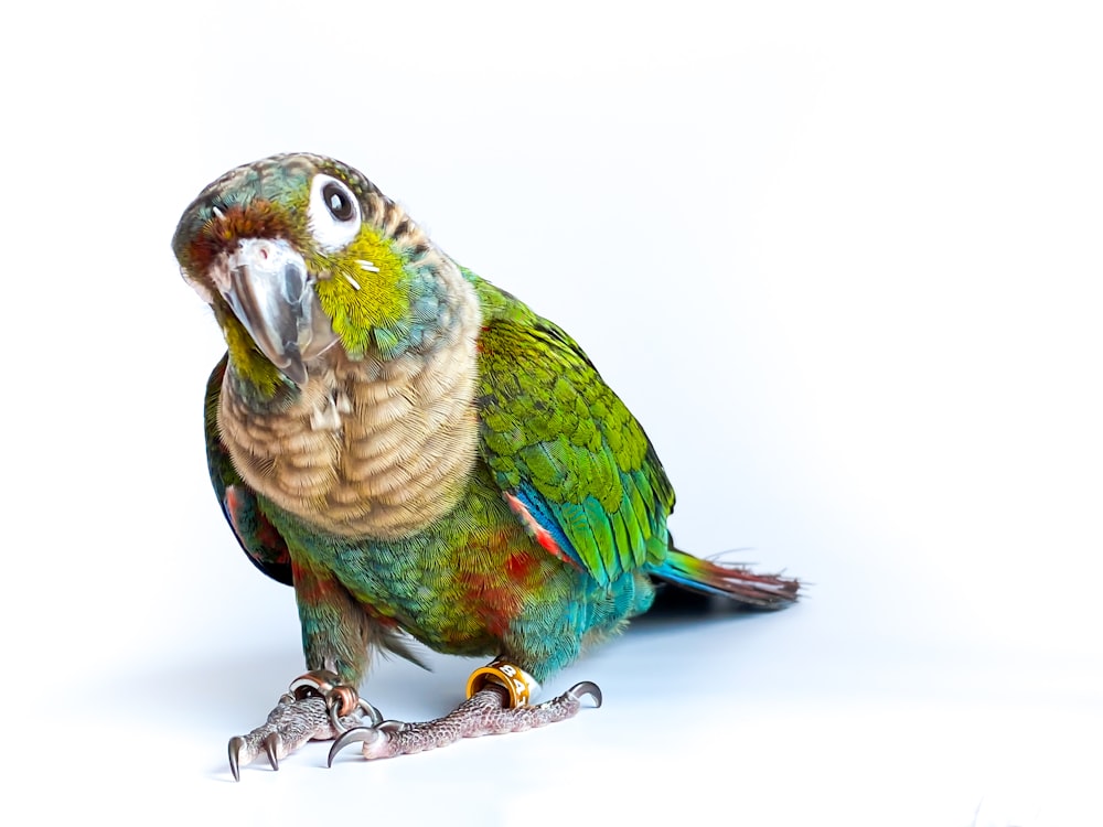 a colorful parrot sitting on top of a metal object