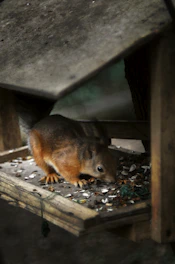The squirrel navigating tricky platforms with acorns scattered around.