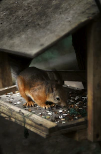 The squirrel navigating tricky platforms with acorns scattered around.