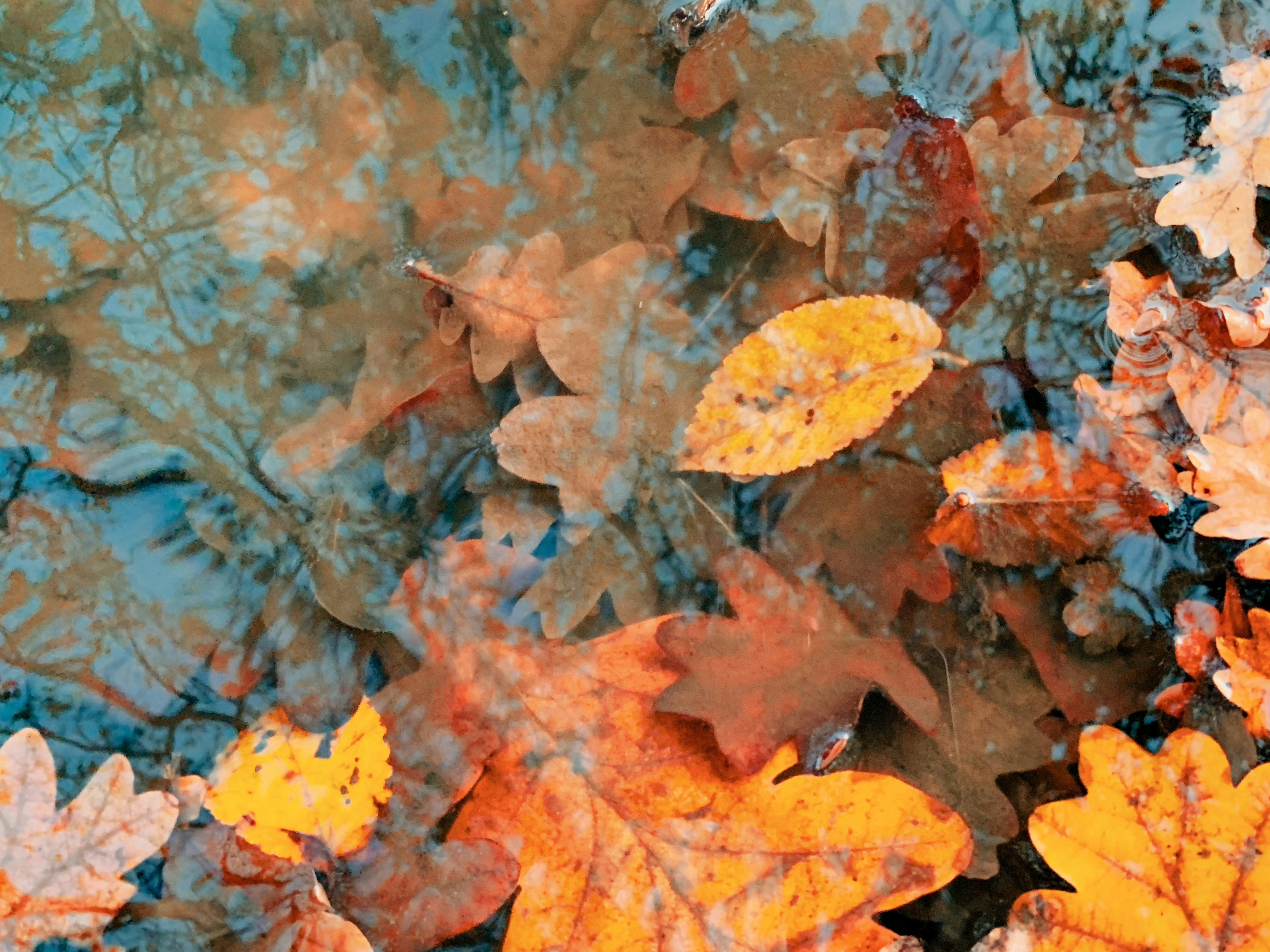 a group of leaves floating on top of a body of water, 