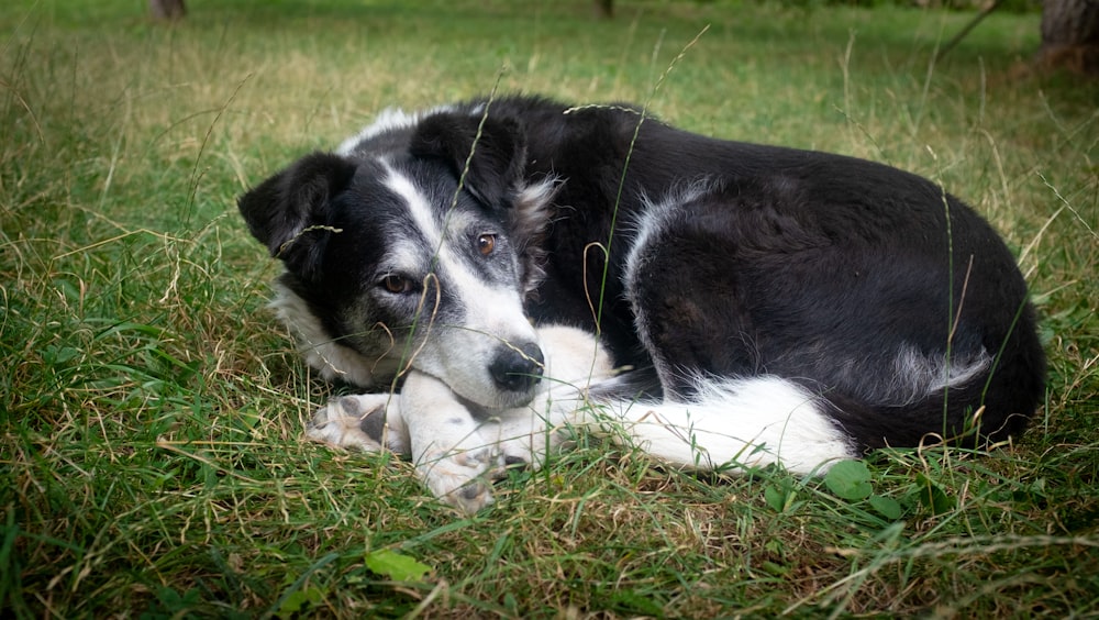 a black and white dog laying in the grass