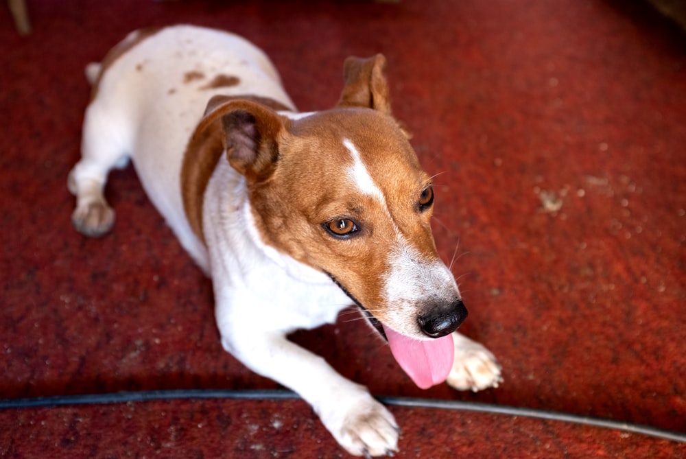 a brown and white dog laying on a red carpet