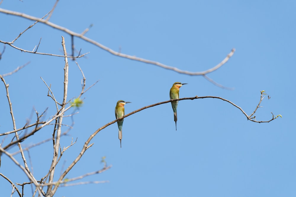 a couple of birds sitting on top of a tree branch