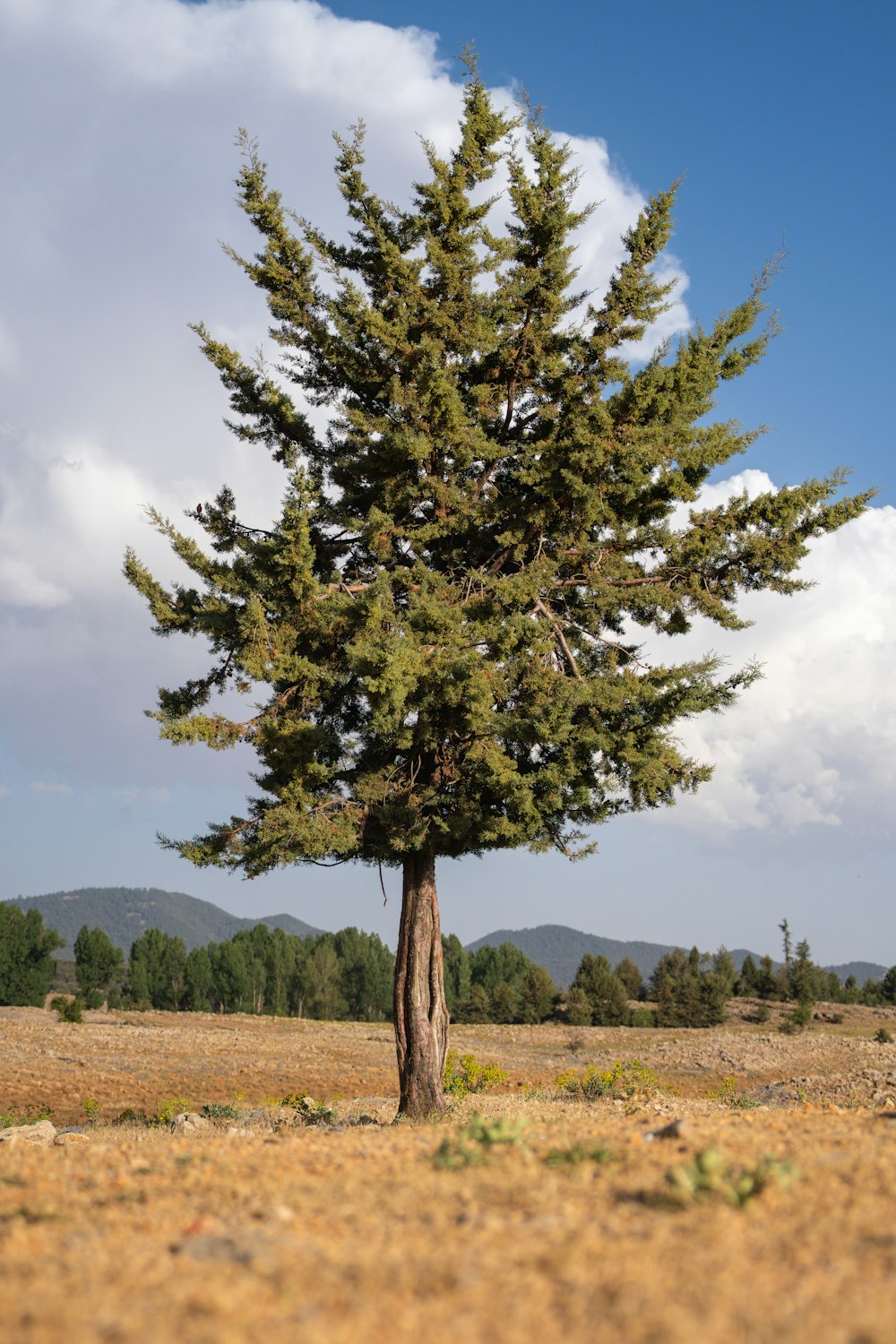 Un pino solitario in un campo con le montagne sullo sfondo