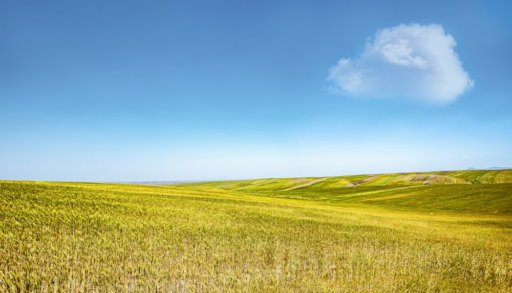 Un campo de hierba con un cielo azul en el fondo